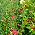 Penstemon x 'Garnet'